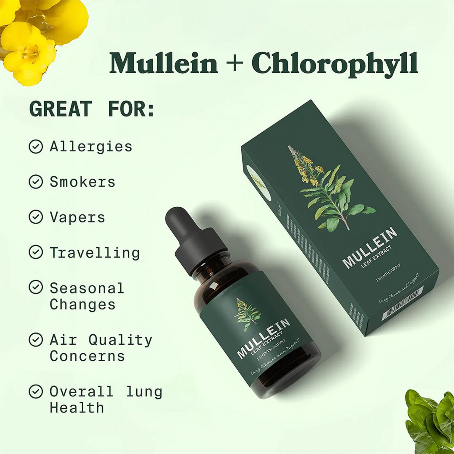 Mullein Leaf Extract